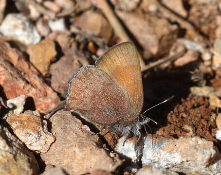 Plancia ëd Callophrys augustinus