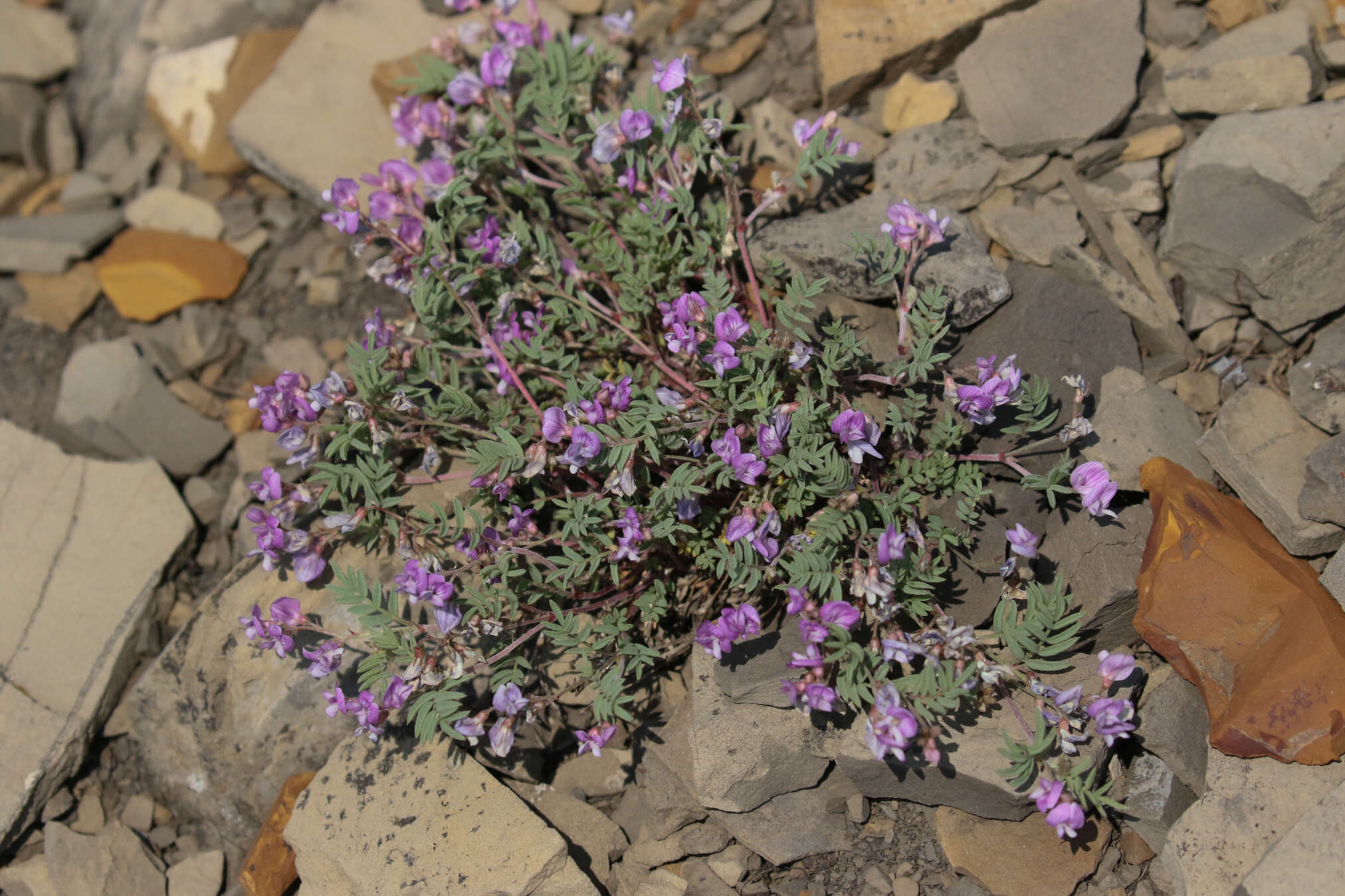 Sivun Astragalus vexilliflexus Sheldon kuva