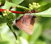 Plancia ëd Callophrys augustinus