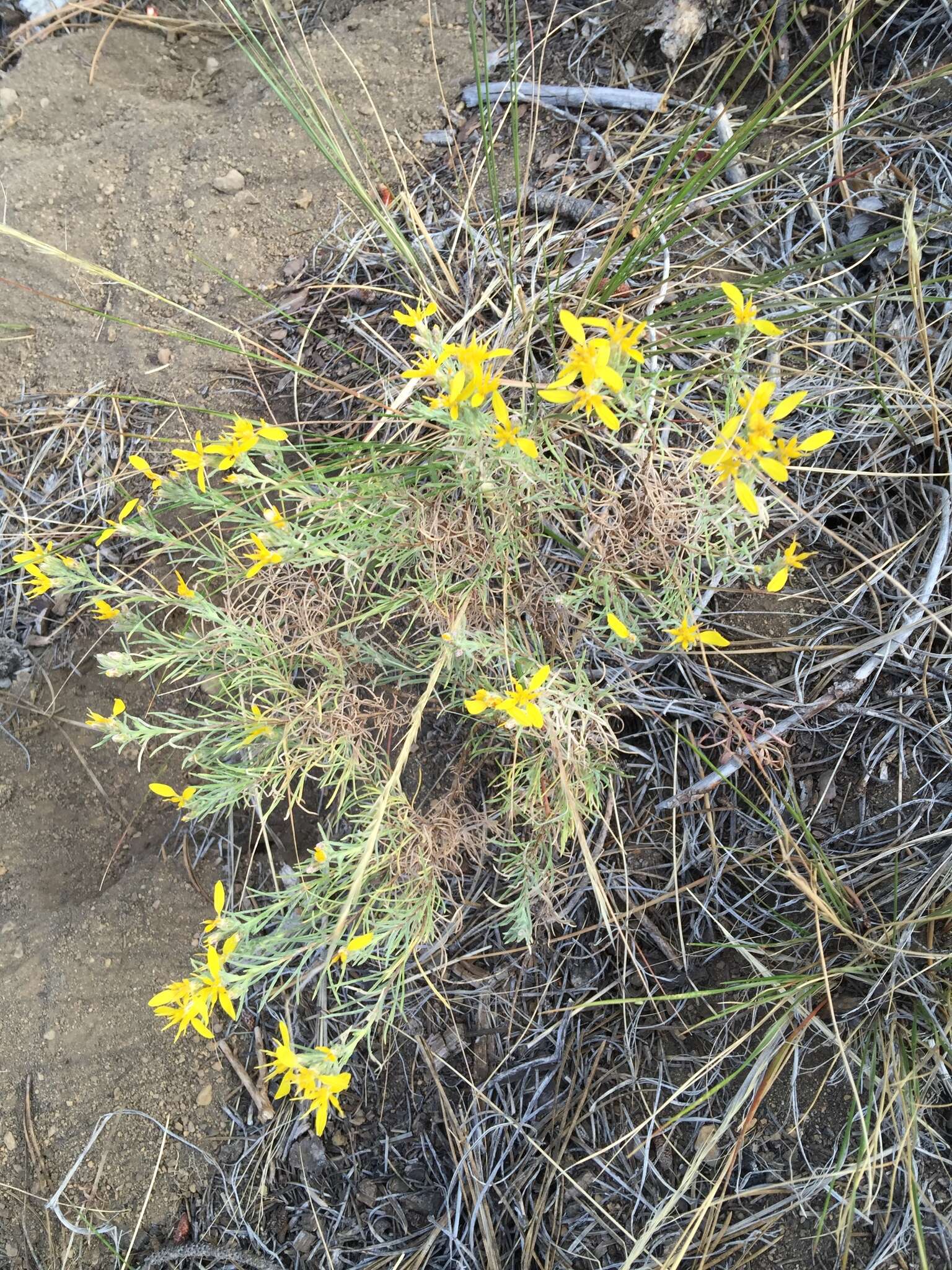 Image of rabbitbush