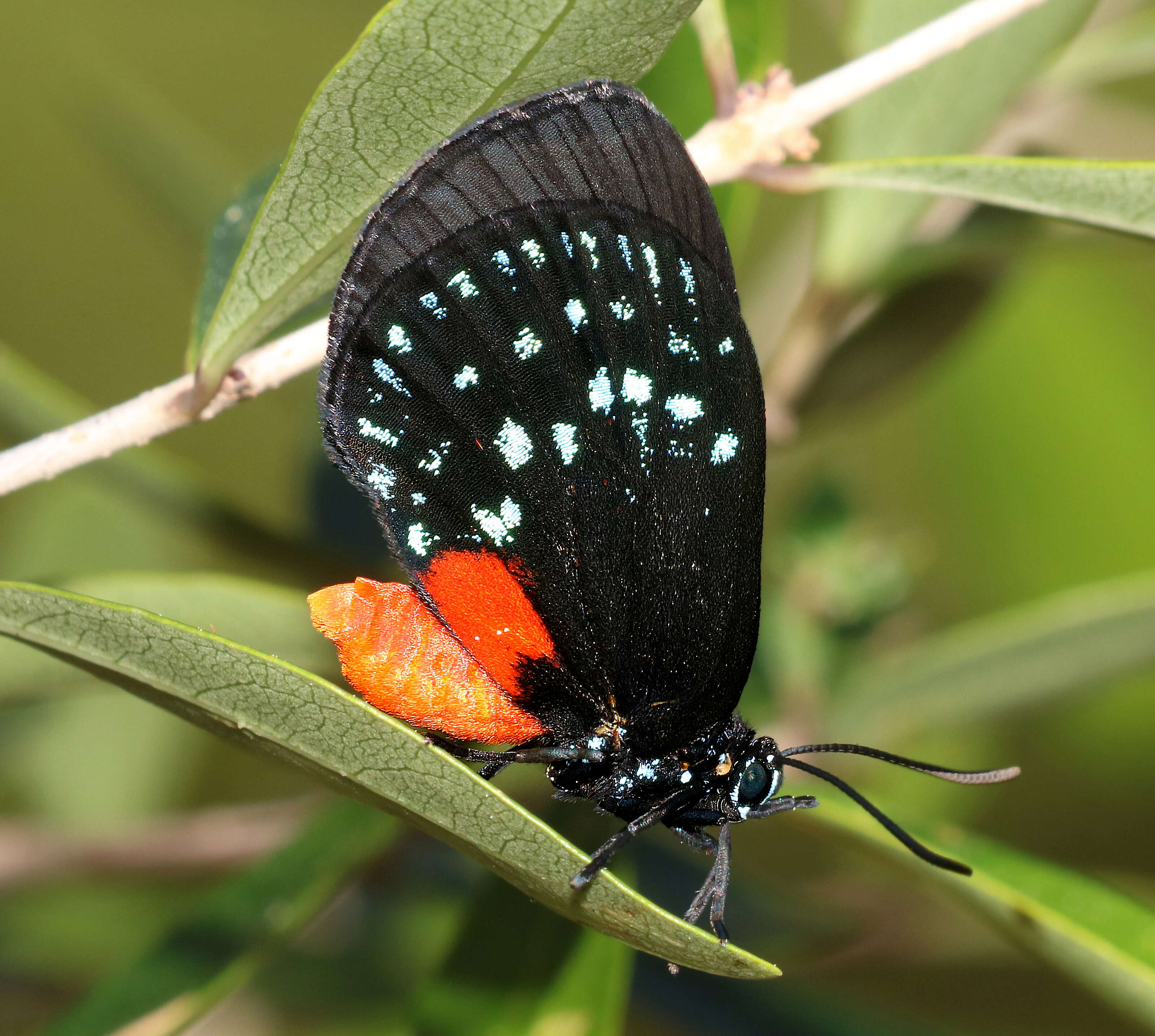 Слика од Eumaeus atala (Poey 1832)