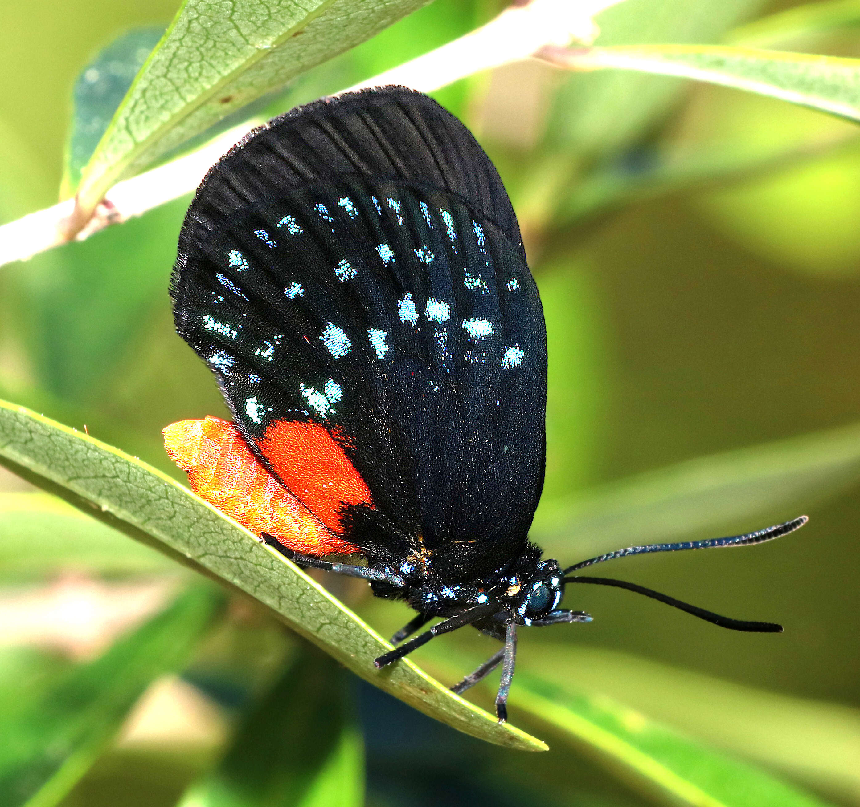 Слика од Eumaeus atala (Poey 1832)