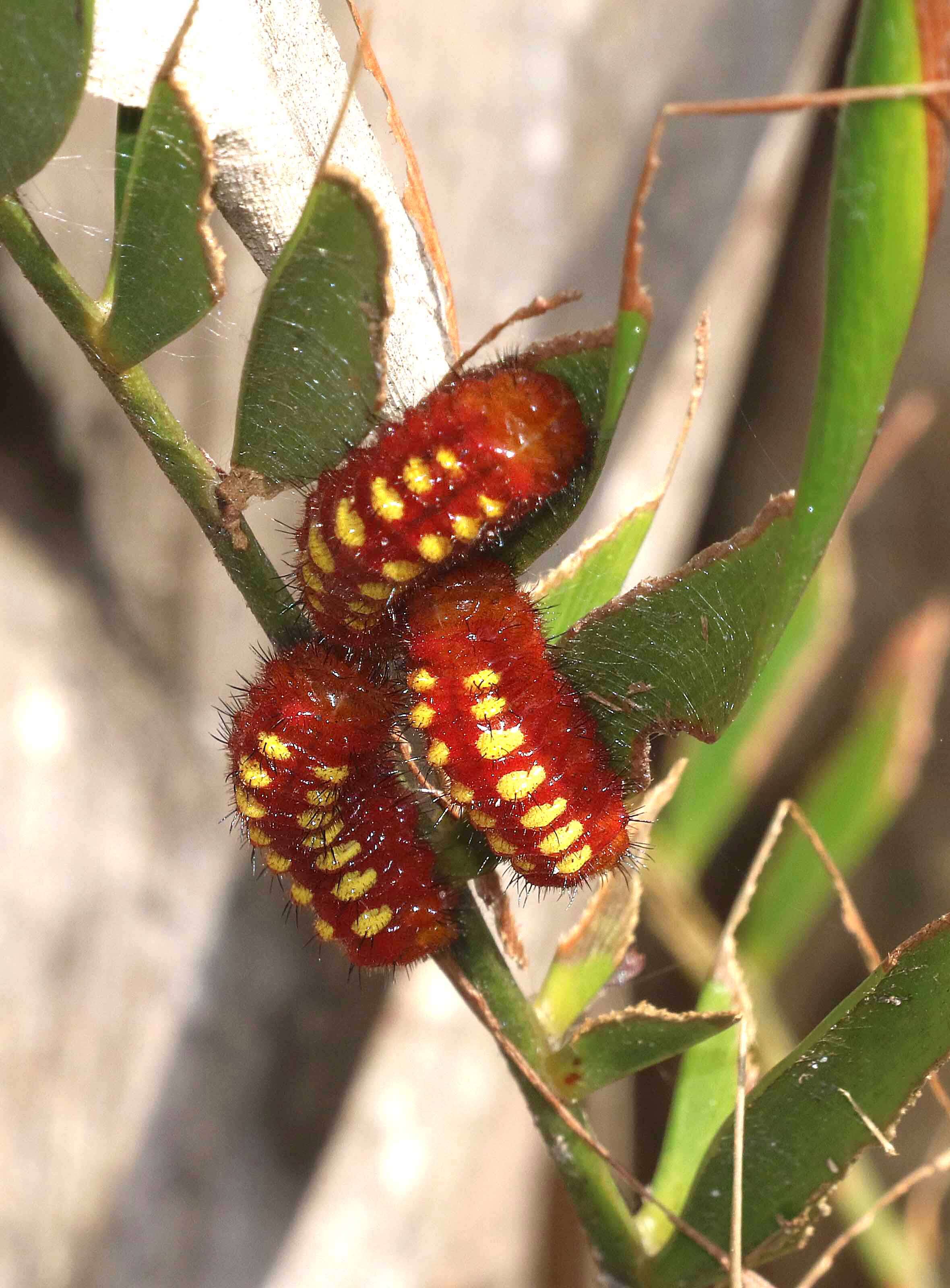 Слика од Eumaeus atala (Poey 1832)