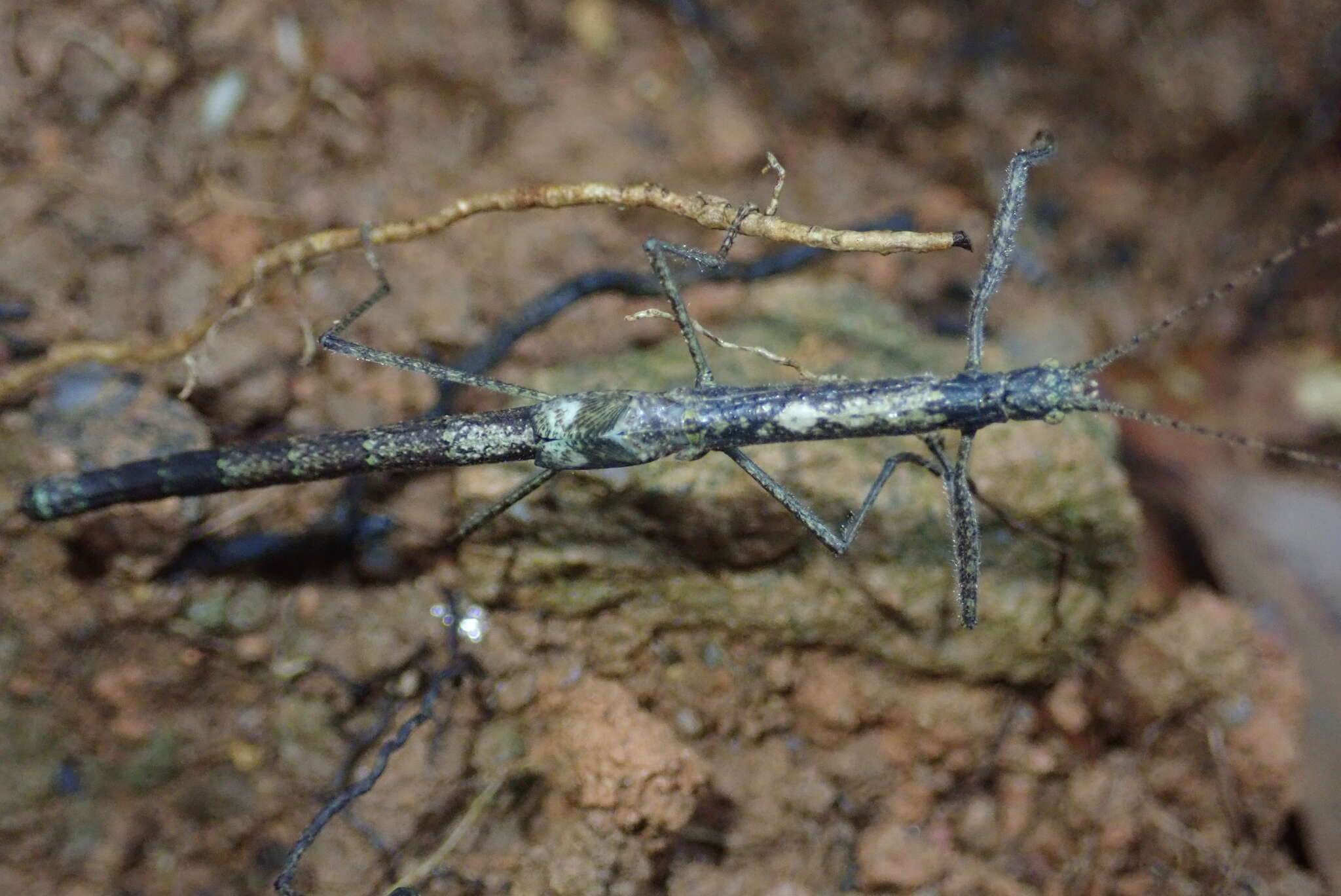 Image of Planososibia truncata (Chen, S. C. & Z. Y. Chen 2000)