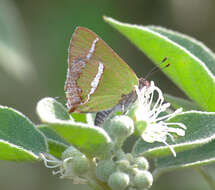 Слика од Chlorostrymon simaethis (Drury 1773)