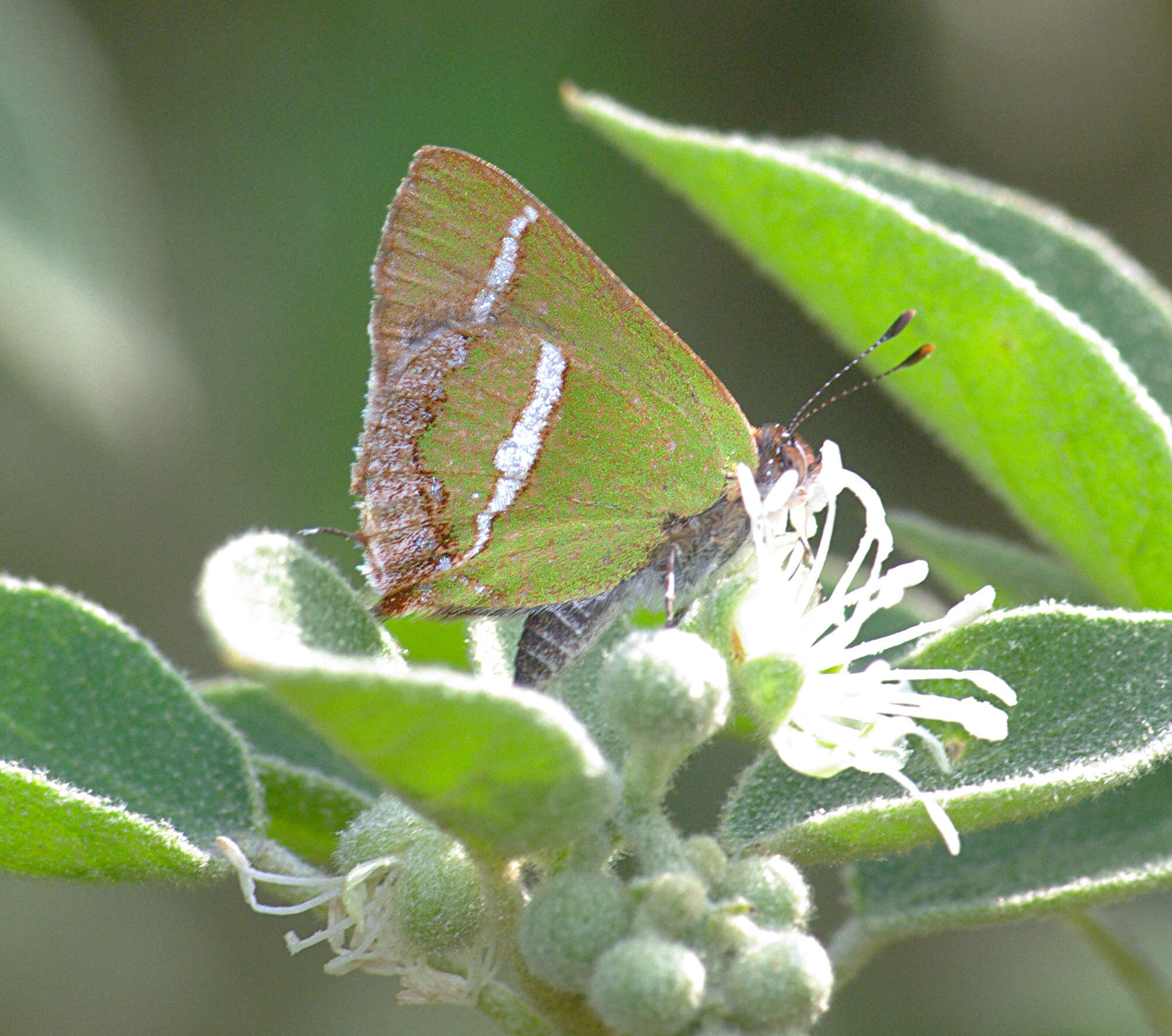 Слика од Chlorostrymon simaethis (Drury 1773)