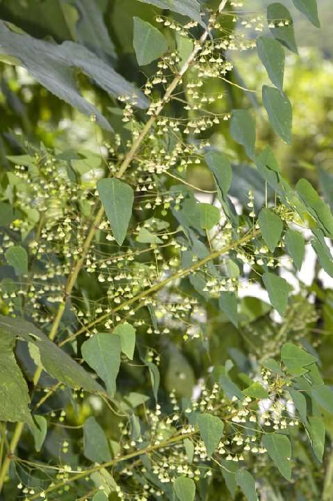 Sivun Euphorbia dioscoreoides subsp. dioscoreoides kuva