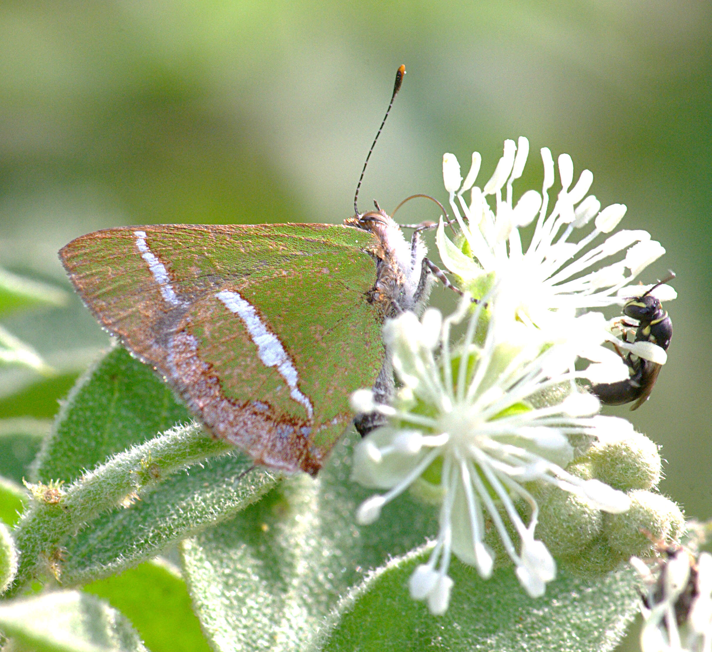 Слика од Chlorostrymon simaethis (Drury 1773)