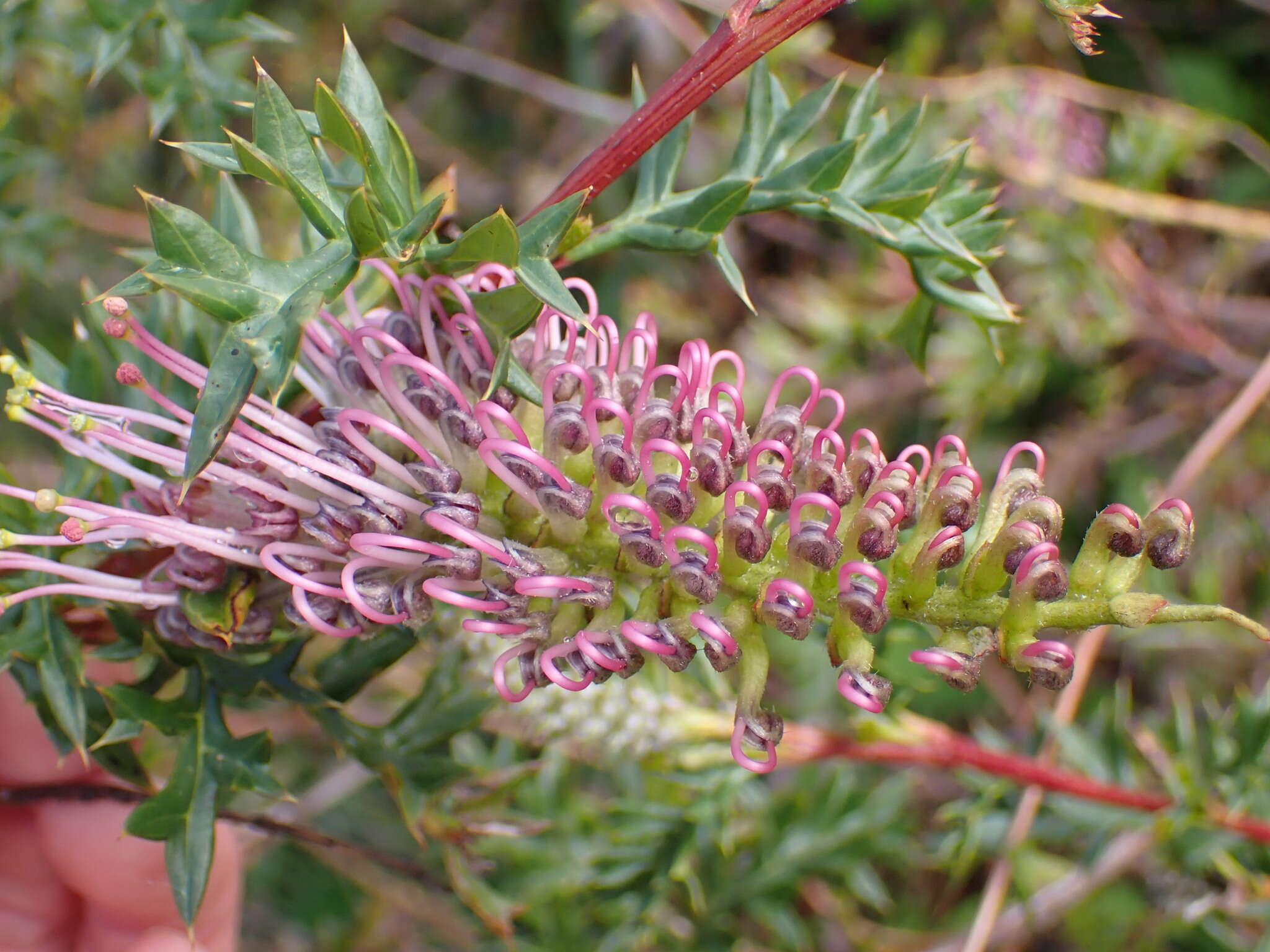 Image of Grevillea acanthifolia A. Cunn.