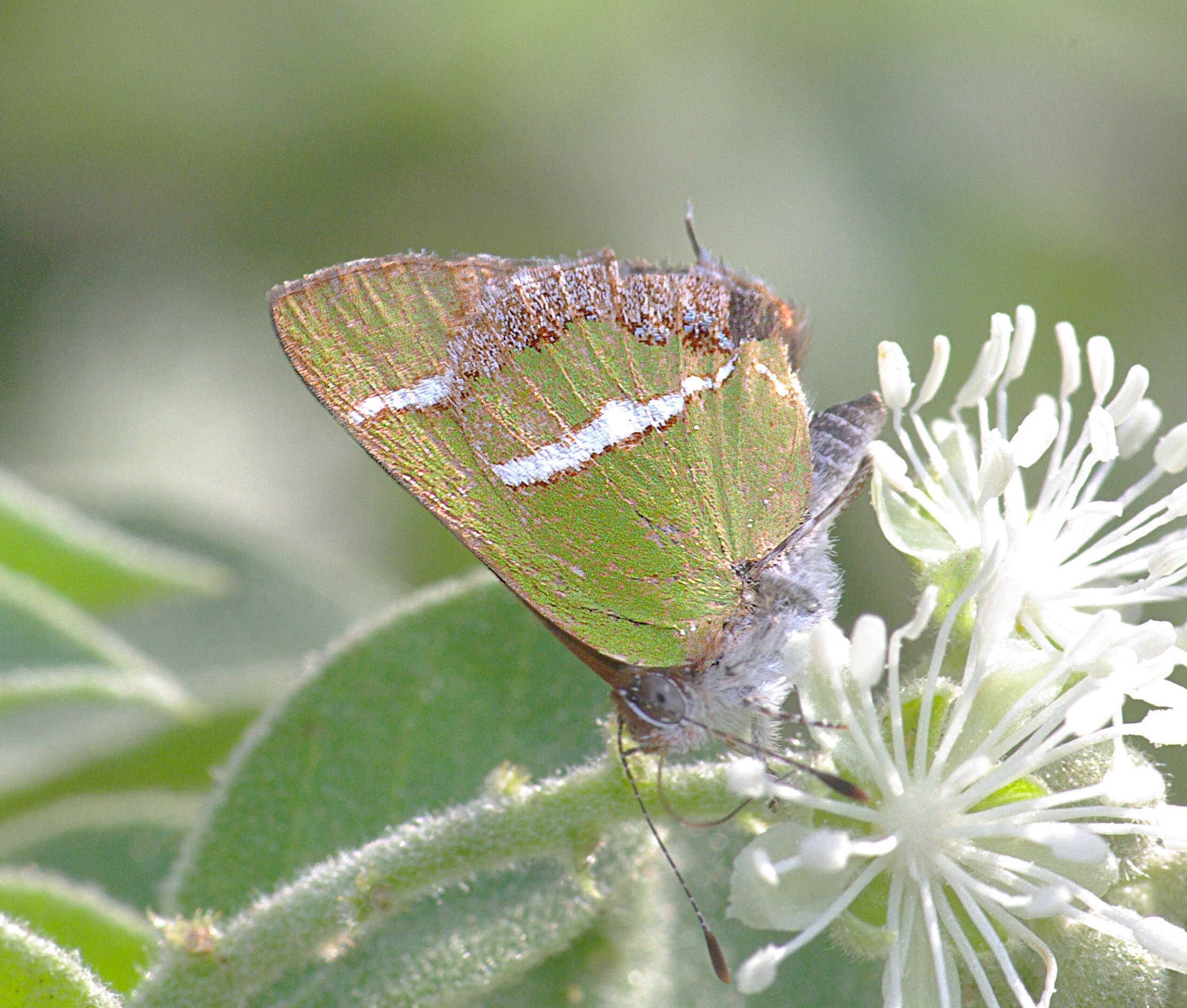 Слика од Chlorostrymon simaethis (Drury 1773)