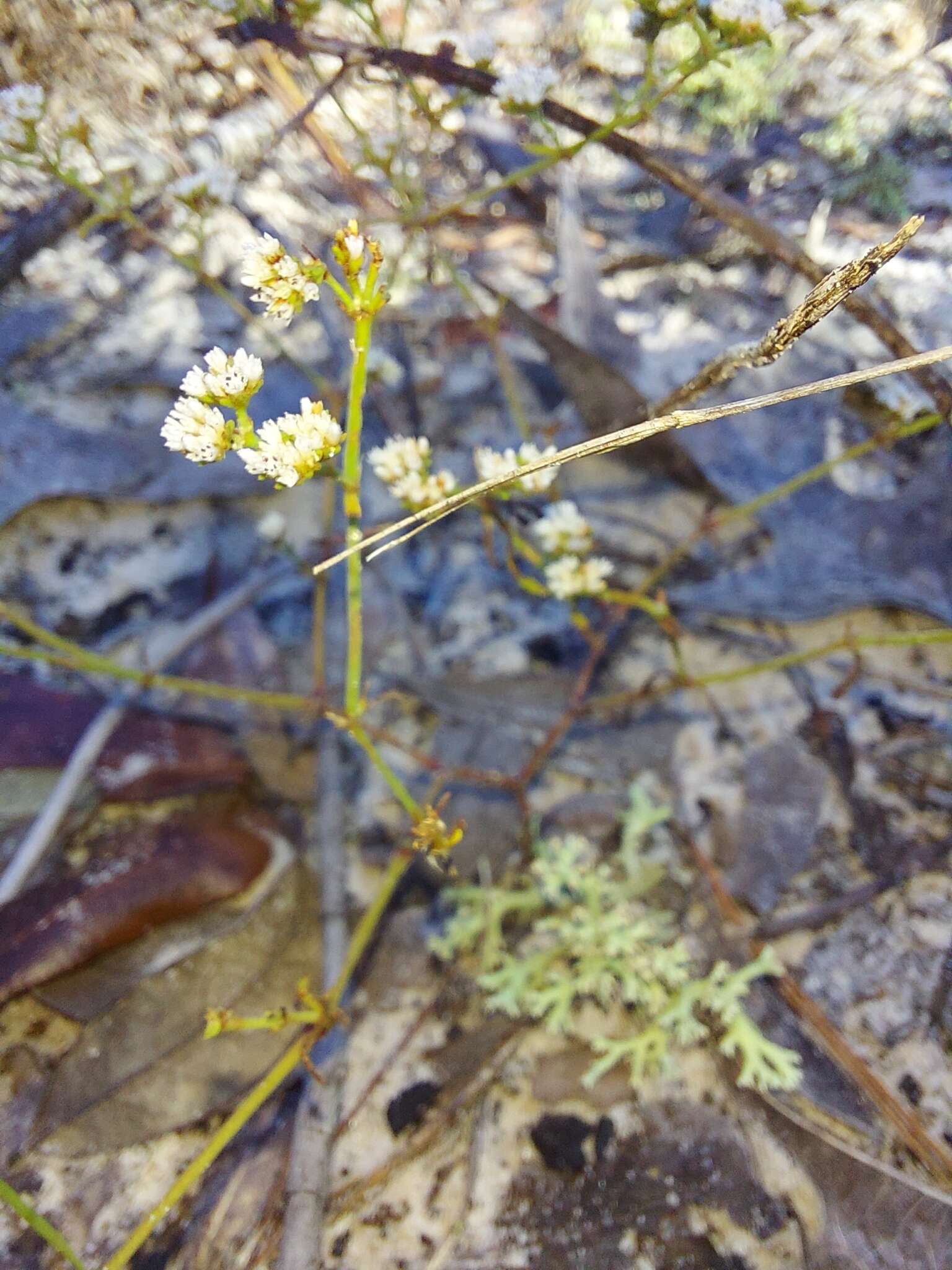 Image of pineland nailwort