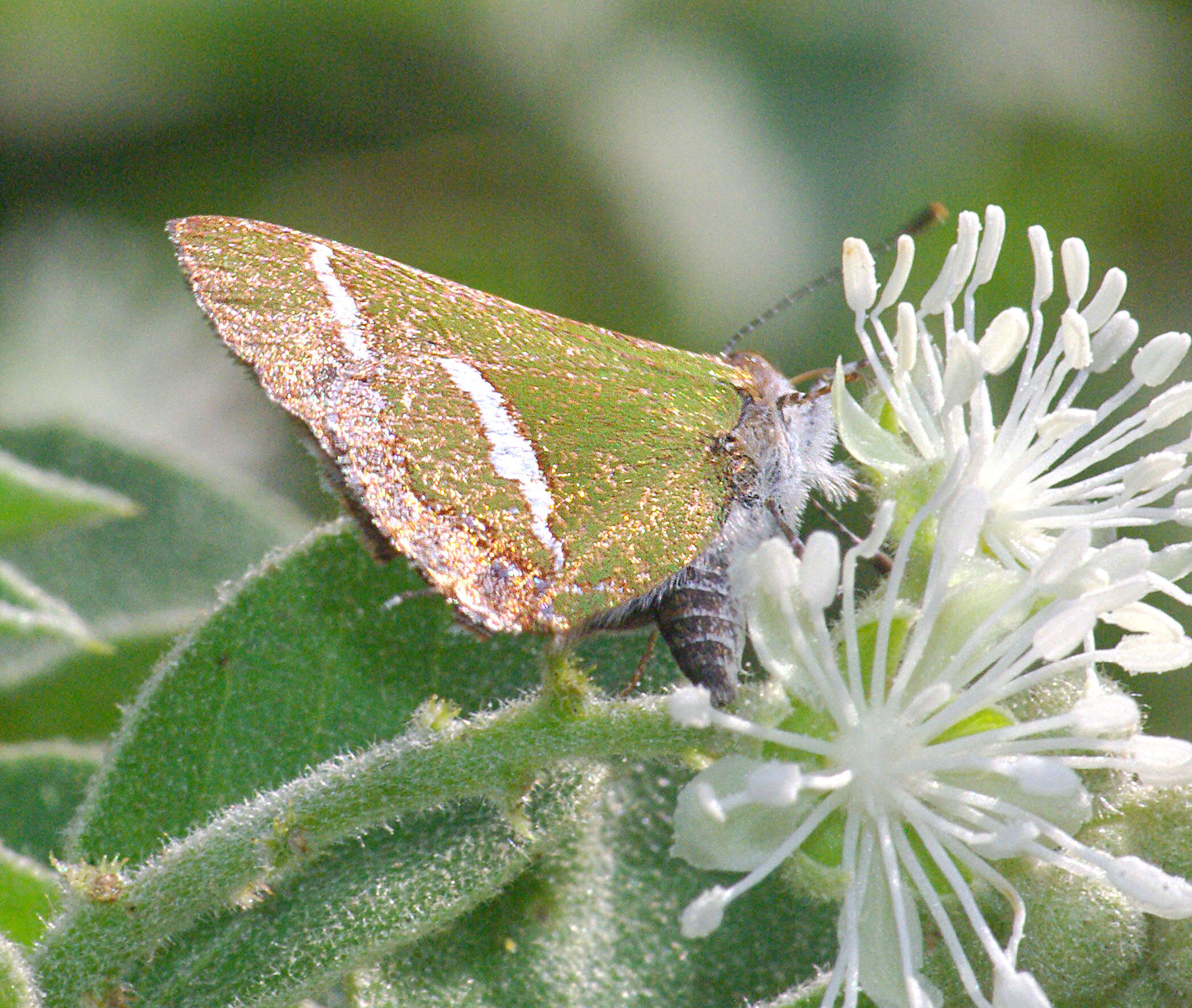 Слика од Chlorostrymon simaethis (Drury 1773)