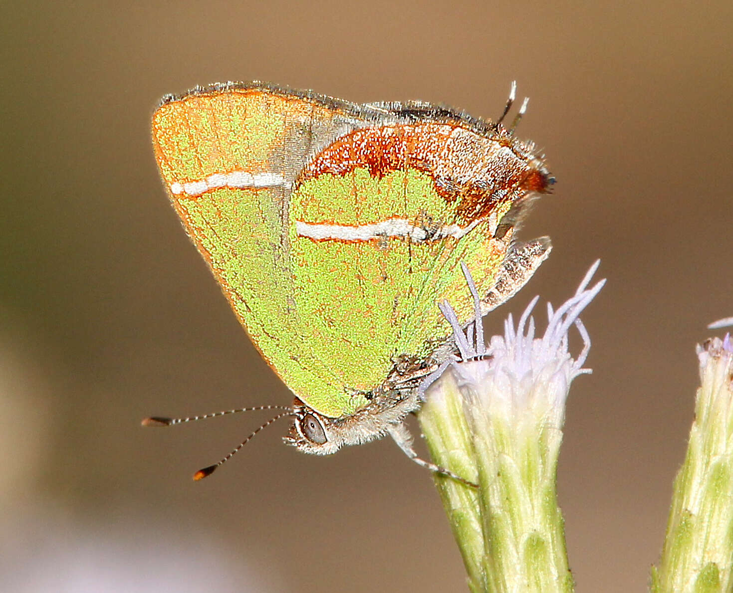 Слика од Chlorostrymon simaethis (Drury 1773)