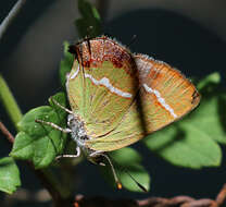 Слика од Chlorostrymon simaethis (Drury 1773)