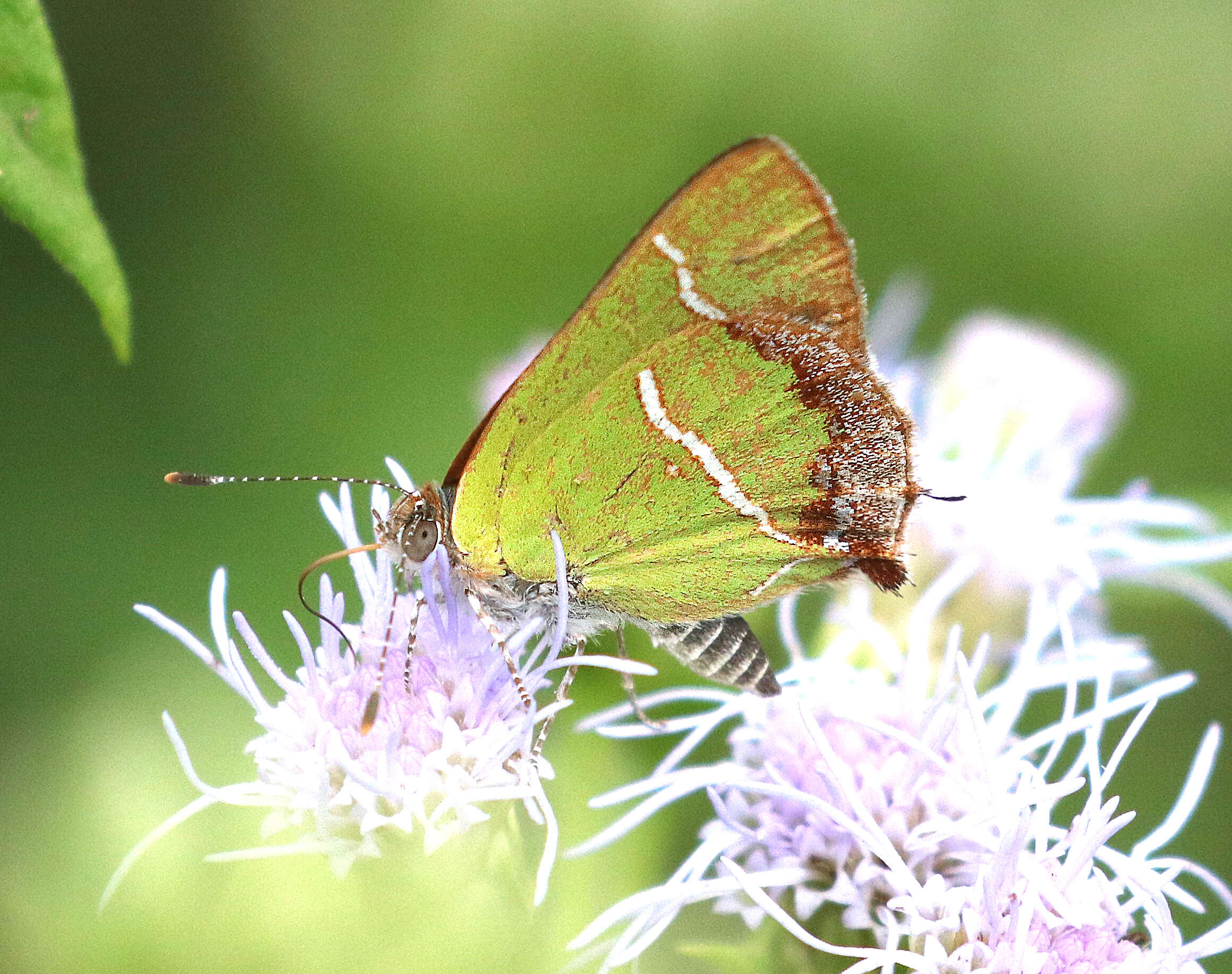 Слика од Chlorostrymon simaethis (Drury 1773)