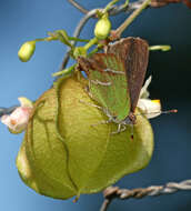 Слика од Chlorostrymon simaethis (Drury 1773)