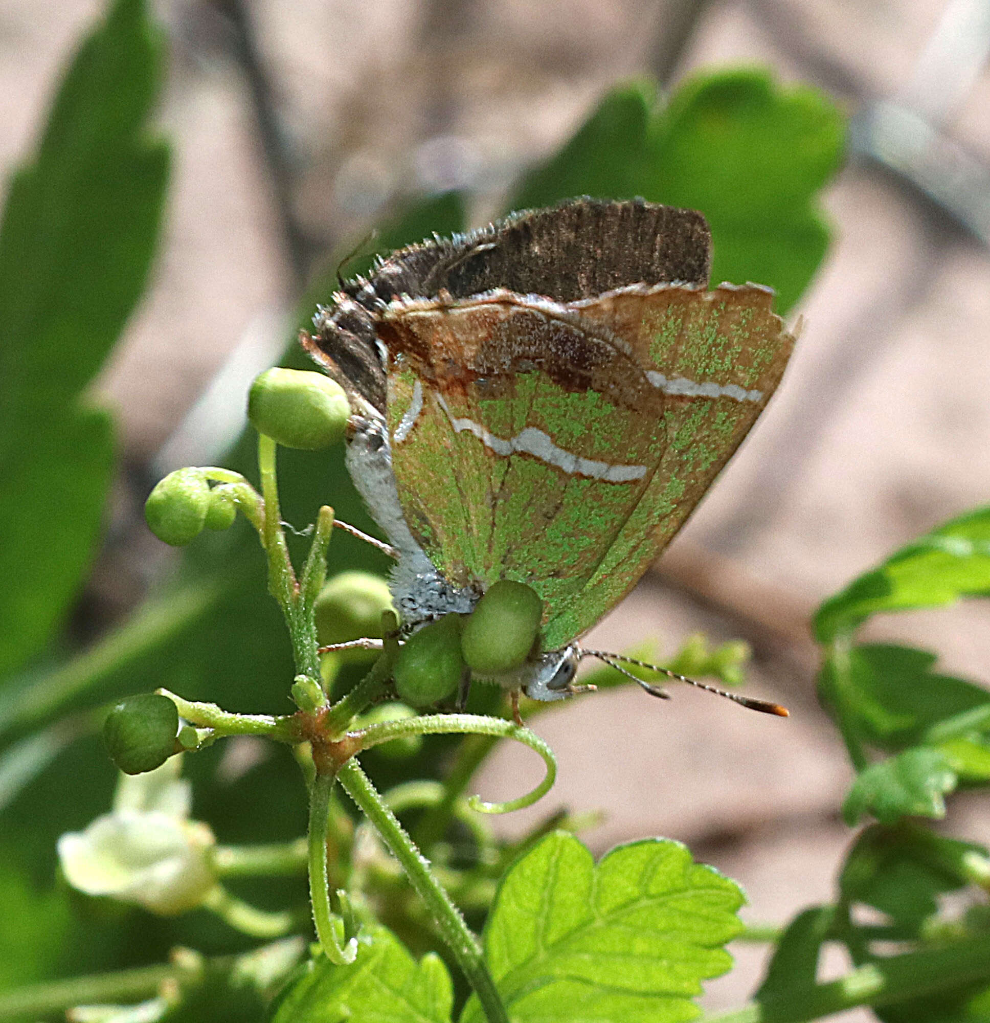 Слика од Chlorostrymon simaethis (Drury 1773)