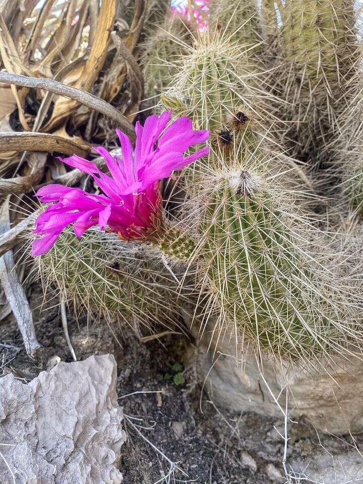 Image of Echinocereus occidentalis subsp. breckwoldtiorum