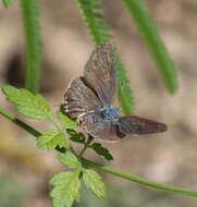 Слика од Chlorostrymon simaethis (Drury 1773)