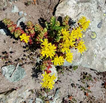 Image of Pacific stonecrop