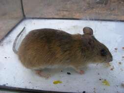 Image of Namaqua Rock Mouse