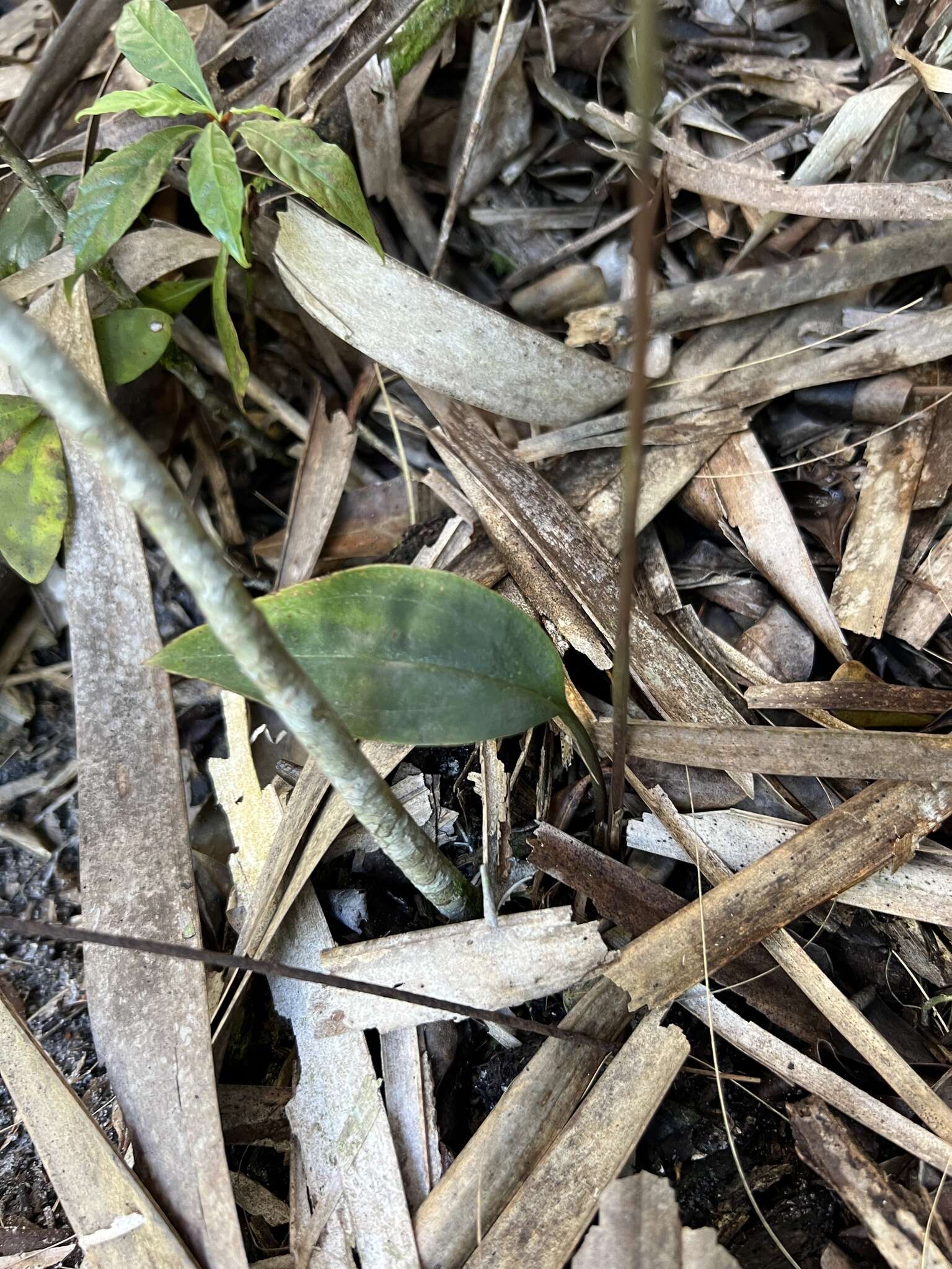 Image of Long-claw orchids