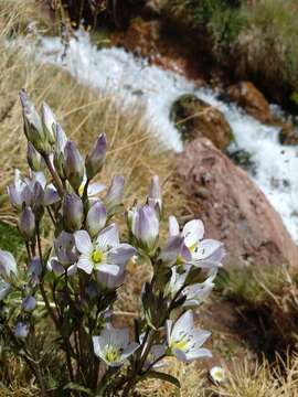 صورة Gentianella multicaulis (Gillies ex Griseb.) Fabris