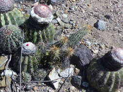 Image of Mila caespitosa subsp. pugionifera (Rauh & Backeb.) D. R. Hunt