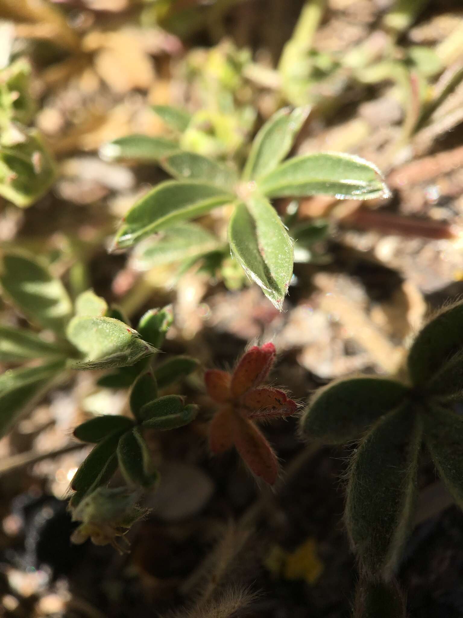 Imagem de <i>Potentilla luteosericea</i>