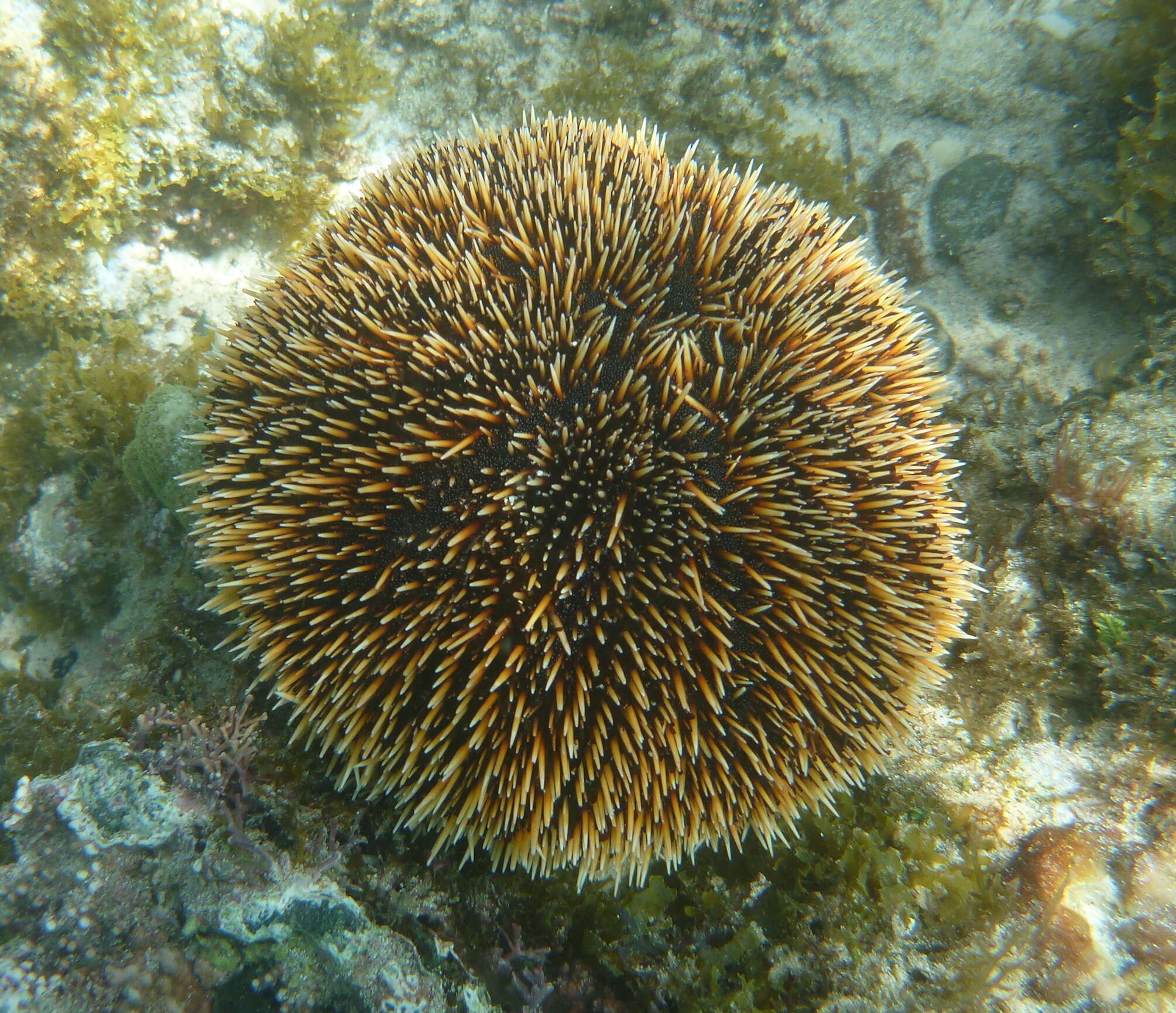 Image of White Sea Urchin