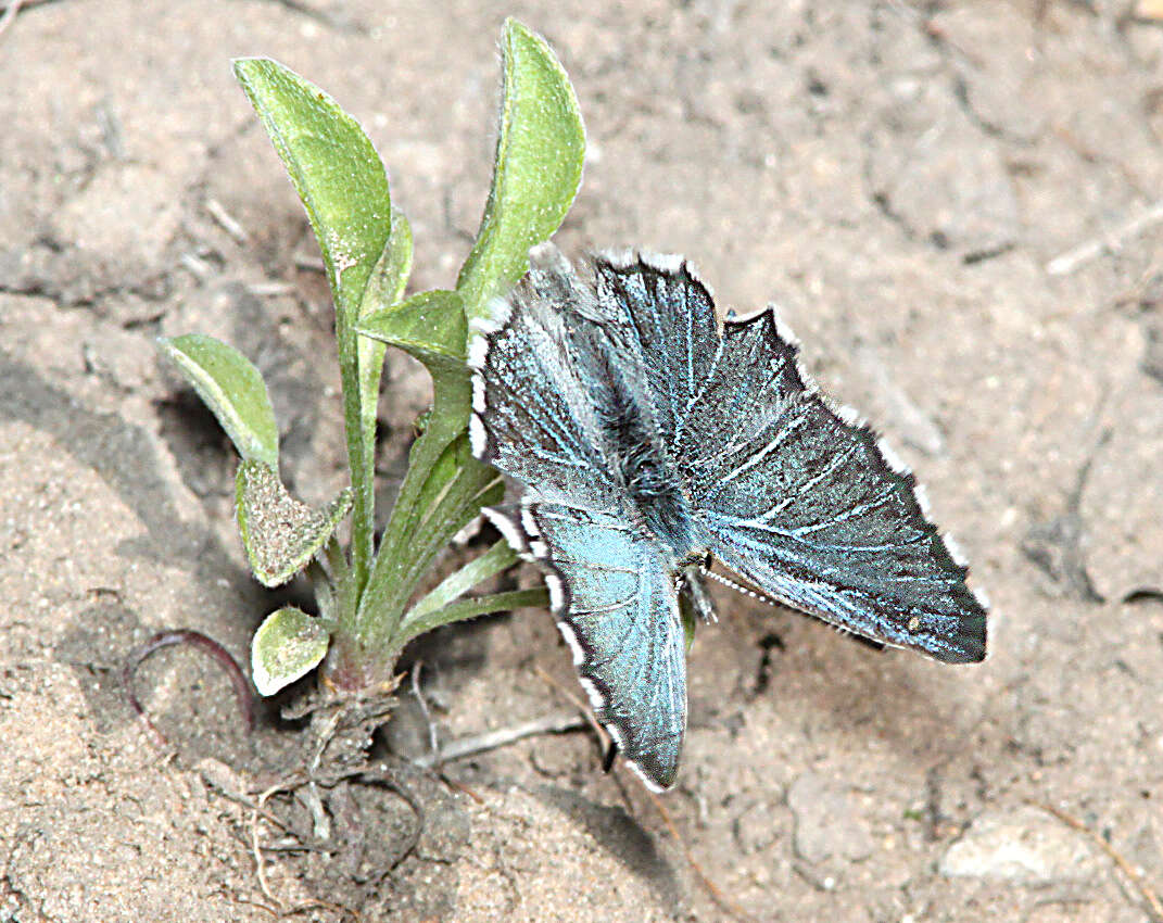 Image of Arrowhead Blue