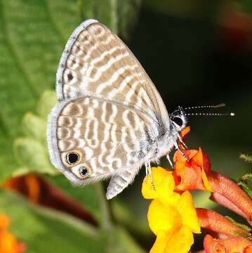 Image of Marine Blue