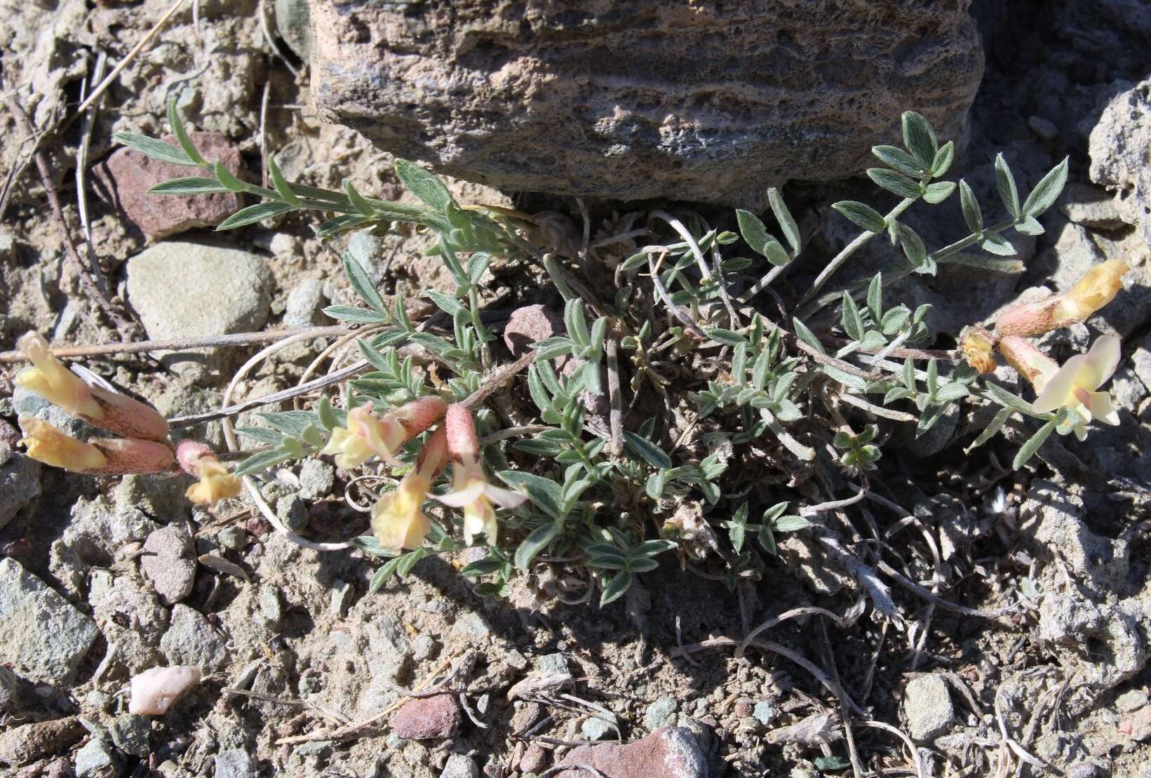 Image of Astragalus depauperatus Ledeb.