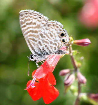 Image of Marine Blue