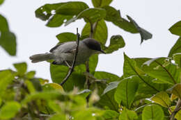 Image of Grey Apalis