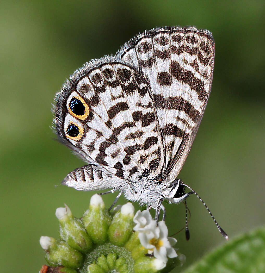 Image of Cassius Blue