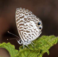 Image of Cassius Blue