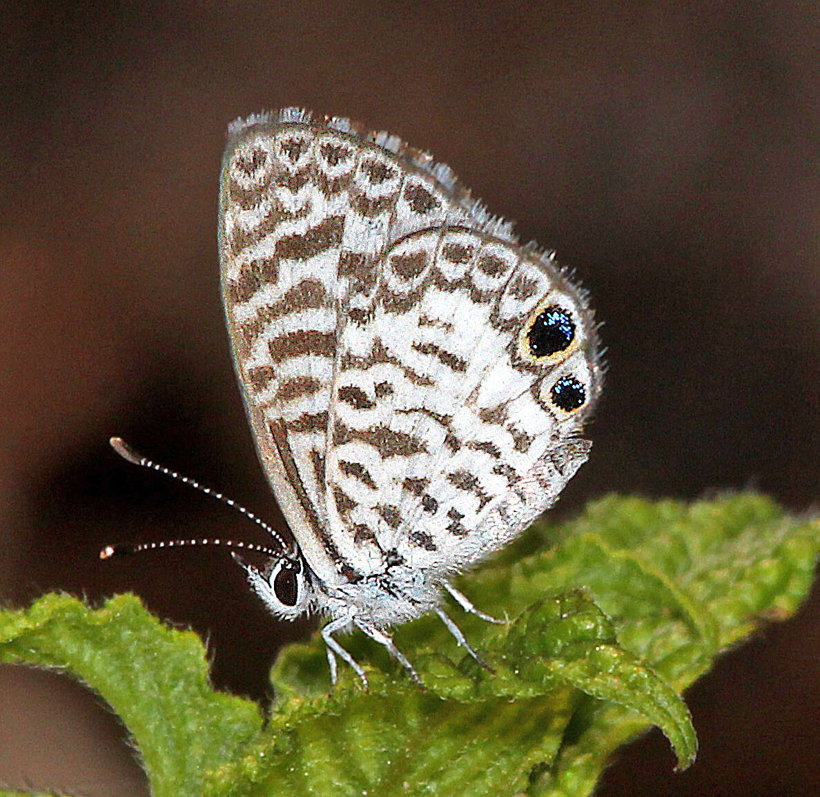 Image of Cassius Blue