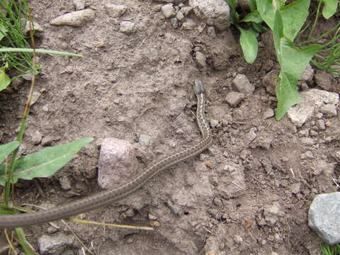 Image of Thamnophis elegans vagrans (Baird & Girard 1853)