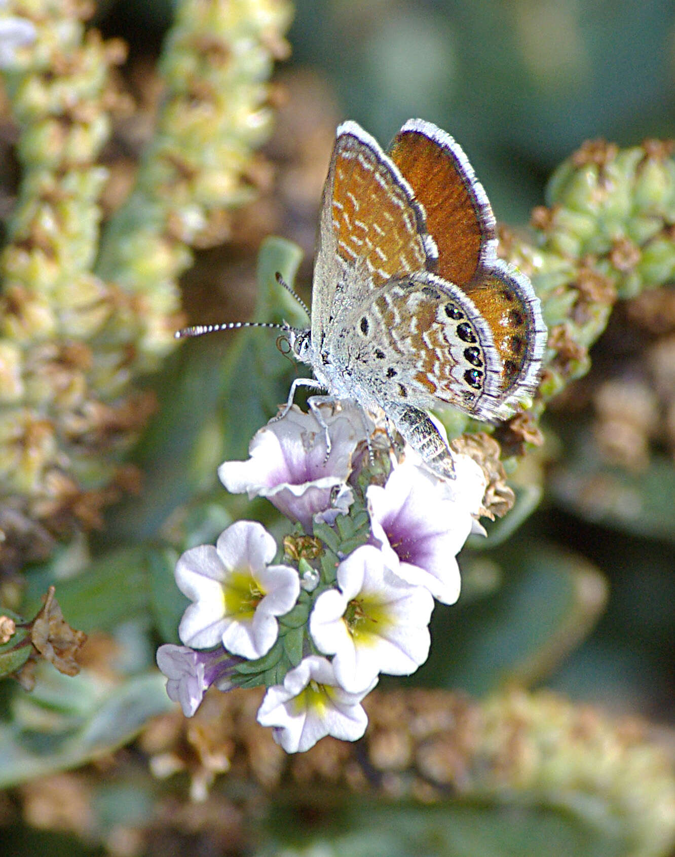 Image of Western pygmy blue