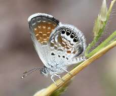 Image of Western pygmy blue