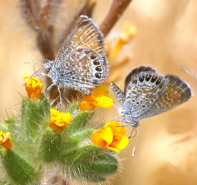 Image of Western pygmy blue