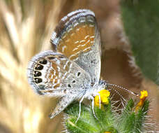 Слика од Brephidium exilis (Boisduval 1852)