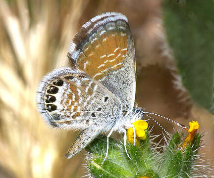 Image of Western pygmy blue