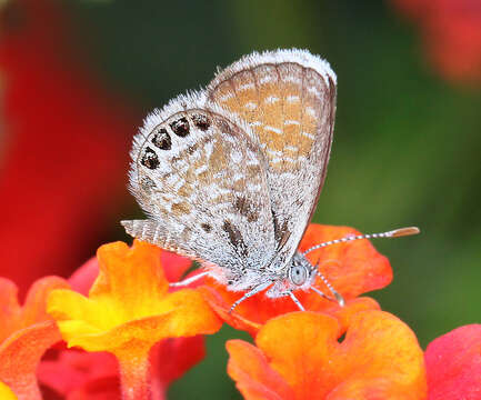 Image of Western pygmy blue