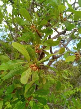 Image of Capurodendron pervillei (Engl.) Aubrév.