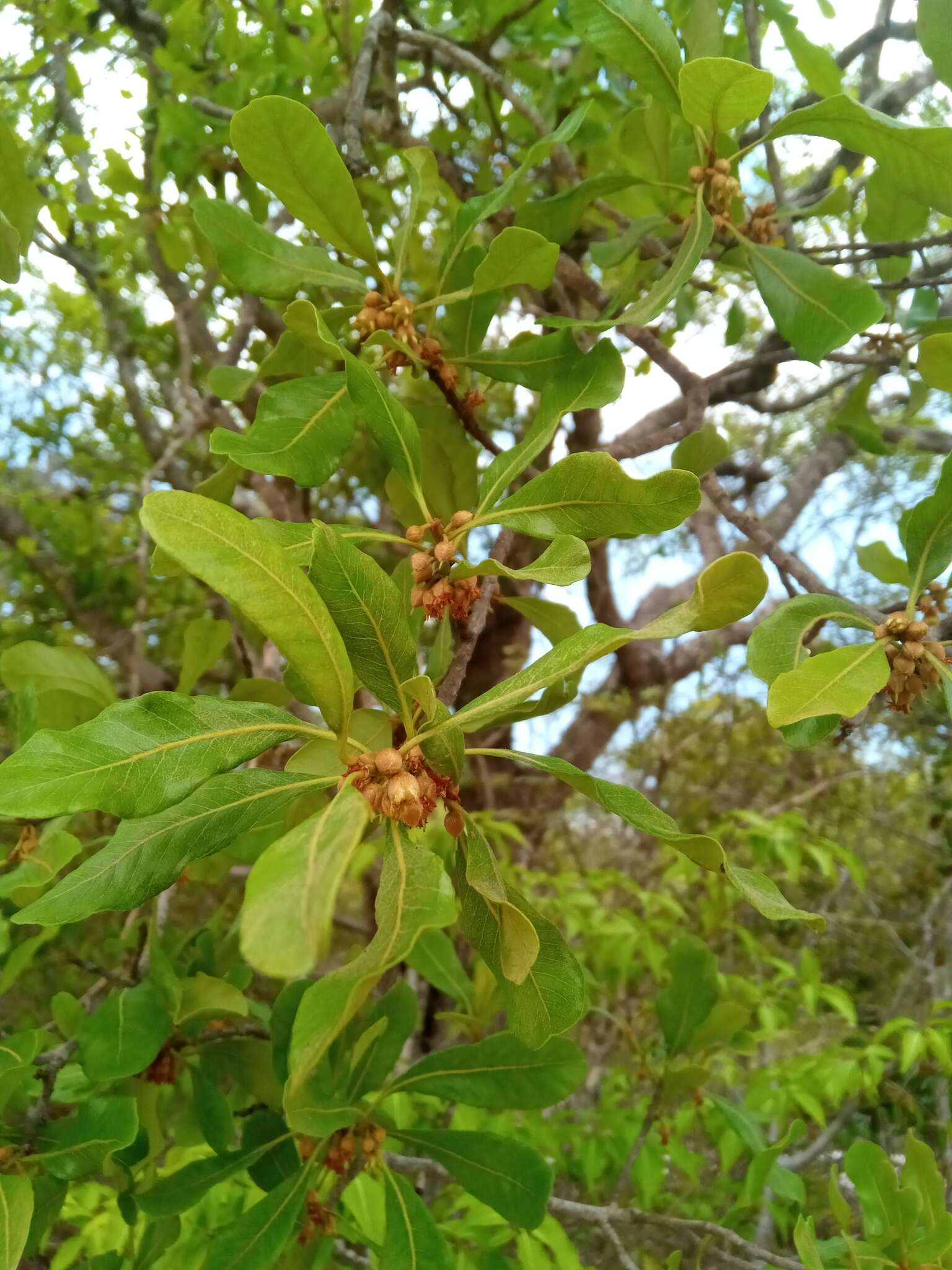 Image of Capurodendron pervillei (Engl.) Aubrév.