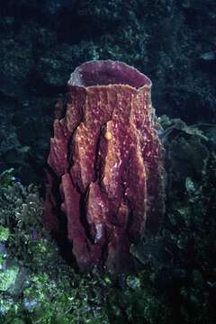 Image of Caribbean barrel sponge