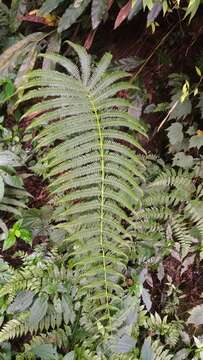 Image of Glaphyropteridopsis erubescens (Wall. ex Hook.) Ching