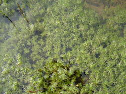 Image of Autumnal Water-starwort